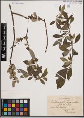Foto von Salix cinerea L. x Salix nigricans Sm.
